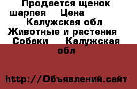 Продается щенок шарпея. › Цена ­ 12 000 - Калужская обл. Животные и растения » Собаки   . Калужская обл.